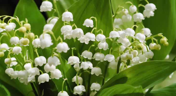 Weiße Maiglöckchenblüten mit grünen Blättern im Hintergrund